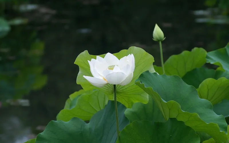 hoa sen trang co y nghia gi