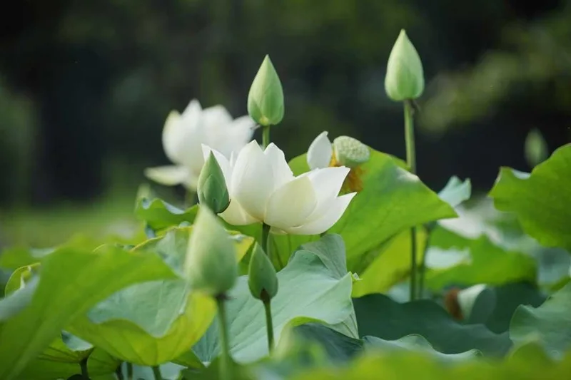 hoa sen trang co y nghia gi