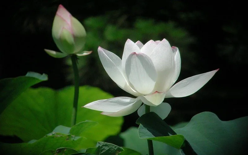 hoa sen trang co y nghia gi