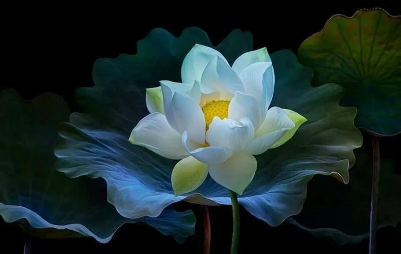 hoa sen trang co y nghia gi